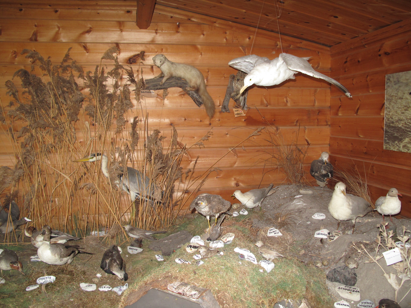 Vogelschutzhütte NEZ