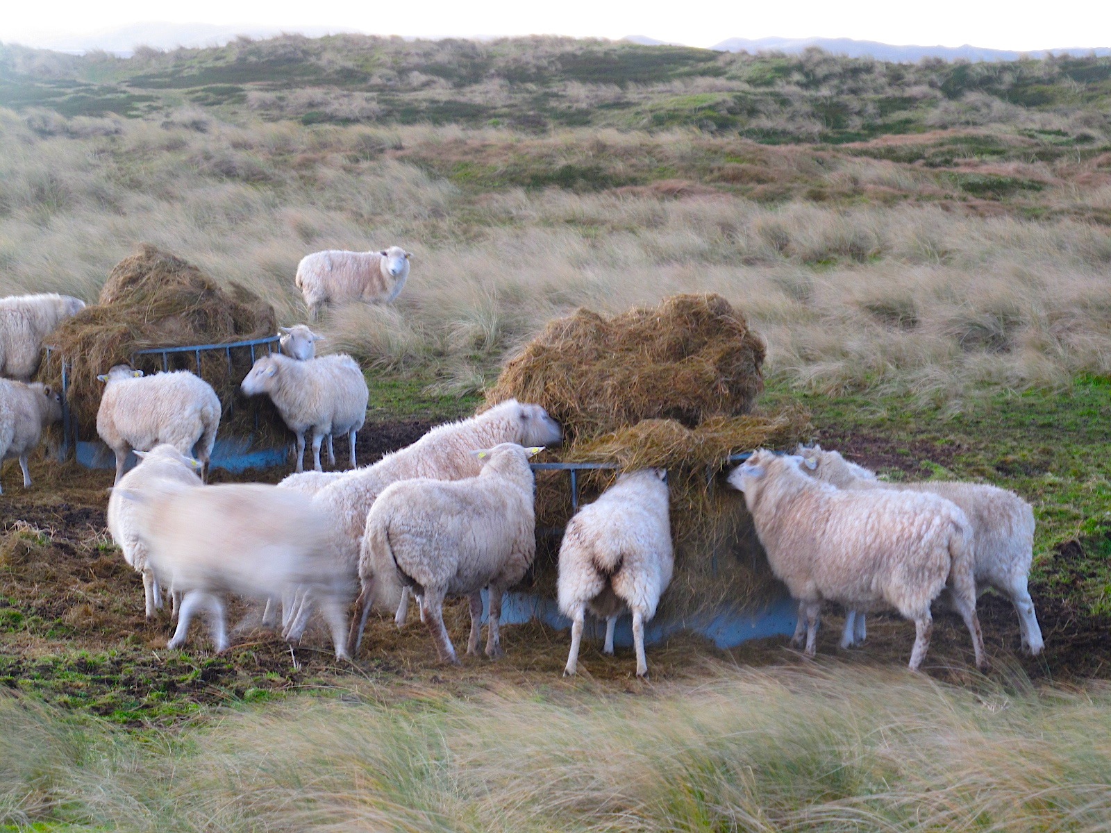 Schafe am Ellenbogen