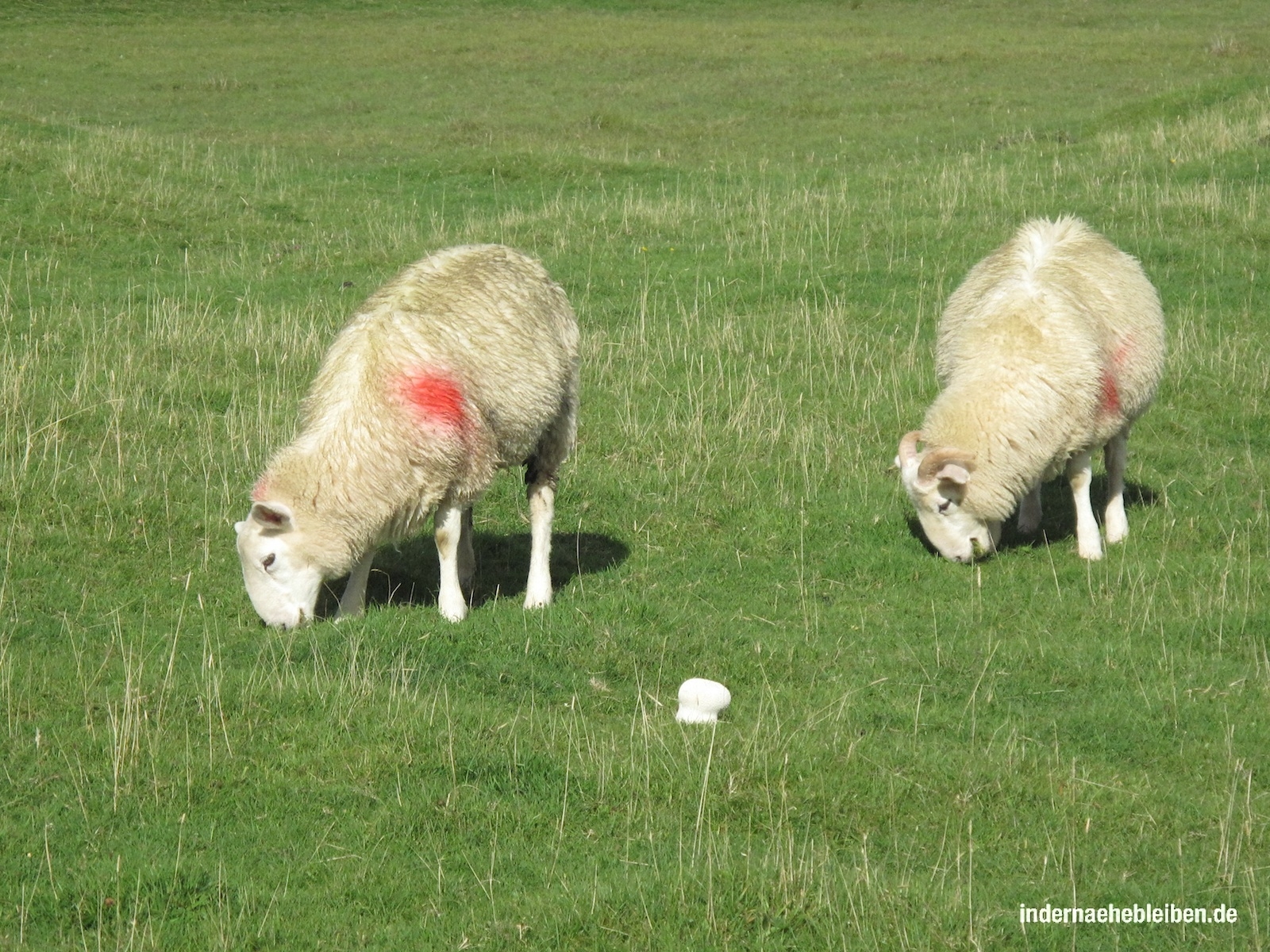 Zwei Schafe
